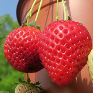観葉植物 サントリー 野菜苗 イチゴ らくなり ｒ イチゴ ３号 １ポット 家庭菜園 最安値 価格比較 Yahoo ショッピング 口コミ 評判からも探せる
