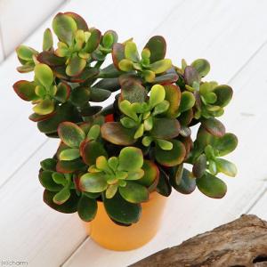 花月（かげつ）約15〜20cm 縁起物金運アップ 金のなる木 多肉植物