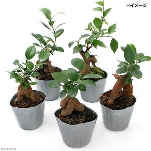 (観葉植物)小さい インテリア ガジュマル 2...の詳細画像1