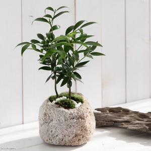 チャーム（charm） （山野草）苔盆栽 抗火石鉢植え ユキノシタ （1鉢