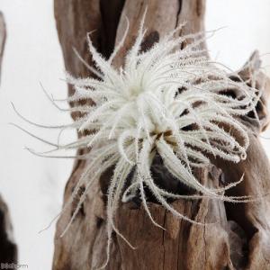 観葉植物）エアープランツの王道5種セット！（1セット