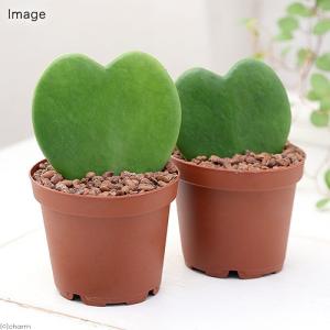 （観葉植物）ラブラブハート　２号（１鉢）　ホヤ　カーリー（シャムサクララン）