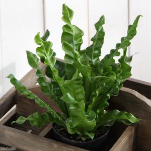 観葉植物）品種おまかせ タンクブロメリア 子株（1株） : チャーム