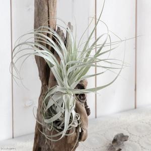 （観葉植物）エアープランツ　ティランジア　ガルドネリー　Ｌサイズ（１株）