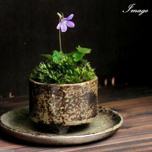 （山野草）苔盆栽　おまかせ益子焼鉢植え　スミレ（菫）丸型　小（１鉢）（休眠状態）
