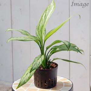 観葉植物）アグラオネマ メデューサ シワ葉 3．5号（1鉢