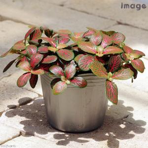 おしゃれ 観葉植物：斑入り ハスノハギリ ラブリーハート*鉢植え 受皿