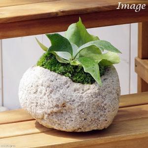 （観葉植物）苔盆栽　コウモリラン　抗火石鉢植え　Ｍサイズ（１鉢）苔　鉢植え　おしゃれ　室内　プレゼント