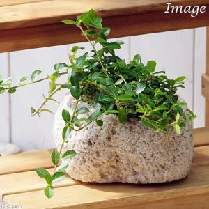 （観葉植物）苔盆栽　フィカス　シャングリラ（つる性ガジュマル）　抗火石鉢植え　Ｍサイズ（１鉢）苔　鉢植え　おしゃれ　室内　プレゼント