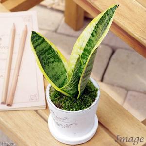 ミカド 高価で希少 バキュラリス 観葉植物 サンスベリア 多肉植物