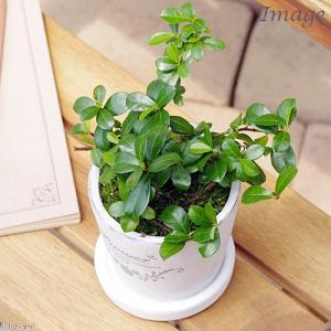 観葉植物）ドラセナ コンシンネ レインボー 2号ロング（1鉢