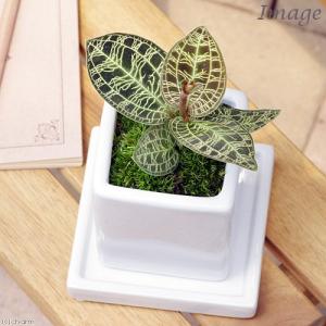 おしゃれ 観葉植物：ユッカ ロストラータ*8号 Yucca rostrata : 遊恵