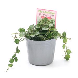 (観葉植物)ホヤ カーティシー 2.5〜3号(...の詳細画像1