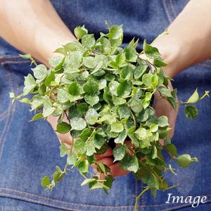 (観葉植物)ホヤ カーティシー 2.5〜3号(...の詳細画像2