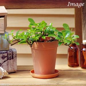 （観葉植物）フィカス　シャングリラ（つる性ガジュマル）　２号ロング（１鉢）受け皿無し　北海道冬季不可