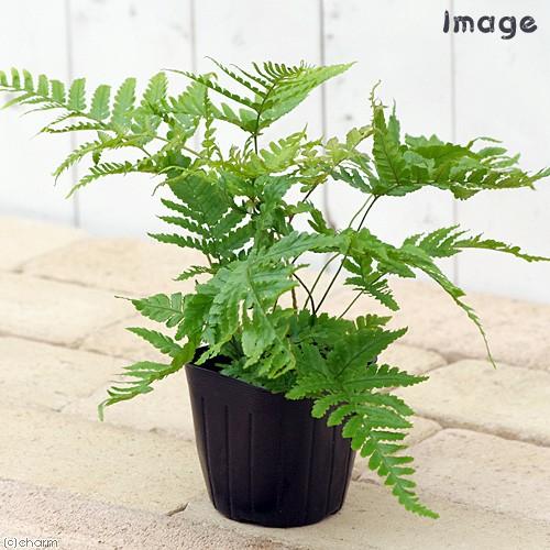 （観葉植物）ドリオプテリス　ベニシダ（エリスロソラ）　３〜３．５号（１ポット）　シダ植物