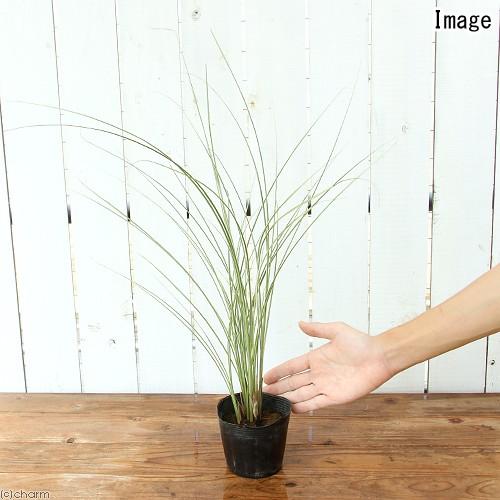 （山野草）ススキ（薄）シマイトススキ（縞糸薄）３号（１ポット）（休眠状態）