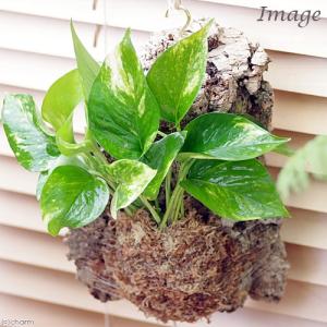 バージンコルクの商品一覧 通販 Yahoo ショッピング