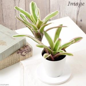 観葉植物）ネオレゲリア マルモラータ 4号（1鉢）タンクブロメリア