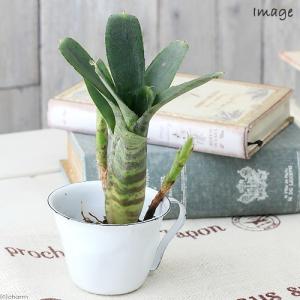 着生植物 観葉植物 選べる：ネオレゲリア*3.5号 吊り鉢 サンセット