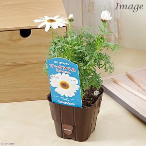 《一時非表示》（観葉植物）サントリー　マックスマム　ホワイト　３．５号（１ポット）