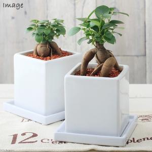 がじゅまる 観葉植物：ミニガジュマル*スクエアシュリケン鉢 受皿付