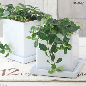 チャーム（charm） （観葉植物）フィカス プミラ サニーホワイト 陶器