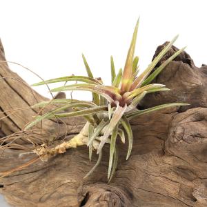 チャーム（charm） （観葉植物）エアープランツ チランジア イオナンタ