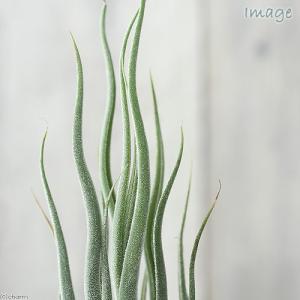 (観葉植物)エアープランツ チランジア プルイ...の詳細画像1