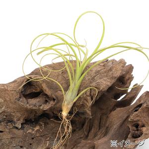 ドラセナ コンシンネ レインボー 4号鉢 大人気品種 おしゃれ 数量限定