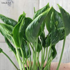 (観葉植物)ポトス テルノ シャングリラ 3号...の詳細画像1