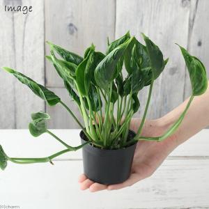 (観葉植物)ポトス テルノ シャングリラ 3号...の詳細画像2