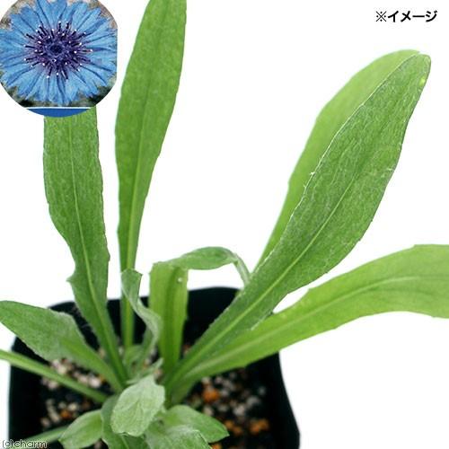 （観葉植物）ハーブ苗　コーンフラワー　ワイルド　３号（１ポット）　家庭菜園