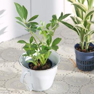 (観葉植物)おまかせハイドロ苗 4.5φ Sサイ...の商品画像