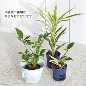 (観葉植物)おまかせハイドロ苗 4.5φ Sサ...の詳細画像1