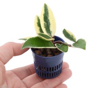 (観葉植物)おまかせハイドロ苗 4.5φ Sサ...の詳細画像2