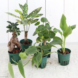 (観葉植物)おまかせハイドロ苗 6φ Mサイズ(...の商品画像