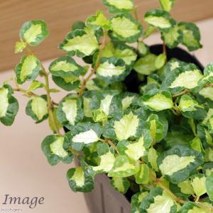 (観葉植物)フィカス プミラ ツキヨノヒカリ ...の詳細画像1