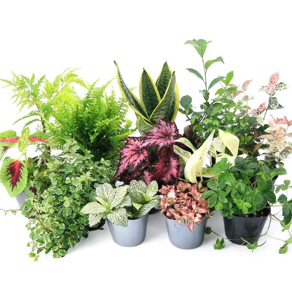 （観葉植物）おまかせ観葉植物　３号（３ポット）　インテリアグリーン　室内　植物