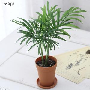 オーガニック　カレーリーフ　数株一緒になって巨大化！ 鉢植え 約1メートル超 たっぷり使える特大株！ 送料無料 カレーリーフの木（カレーの木） 7号