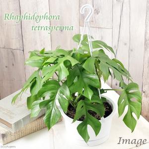 《終売》（観葉植物）ヒメモンステラ　吊り鉢タイプ　５〜６号（１鉢）