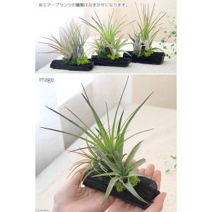 (観葉植物)エアープランツ 熊野備長炭アレンジ...の詳細画像1