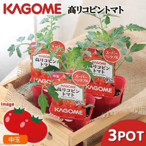 （観葉植物）カゴメ　野菜苗　トマト　高リコピントマト　３号（３ポット）　家庭菜園｜chanet