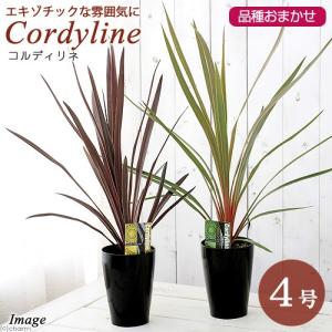 （観葉植物）コルディリネ　品種おまかせ　３．５〜４号（１ポット）　オージープランツ｜chanet