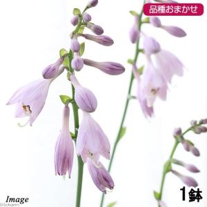 （山野草）ギボウシ（擬宝珠）　品種おまかせ　３〜４号（１ポット）