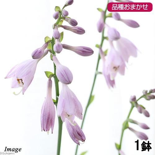 （山野草）ギボウシ（擬宝珠）　品種おまかせ　３〜４号（１ポット）