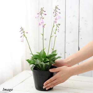 (山野草)ギボウシ(擬宝珠) 品種おまかせ 3...の詳細画像2
