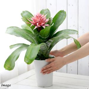 (観葉植物)エクメア ファスキアータ 5号(1...の詳細画像2