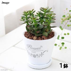 多肉植物）一点物 ユーフォルビア ガトベルゲンシス 3．5号（1鉢