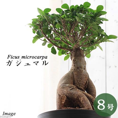 （観葉植物）大型　インテリア　ガジュマル　平鉢植え　８号（１鉢）